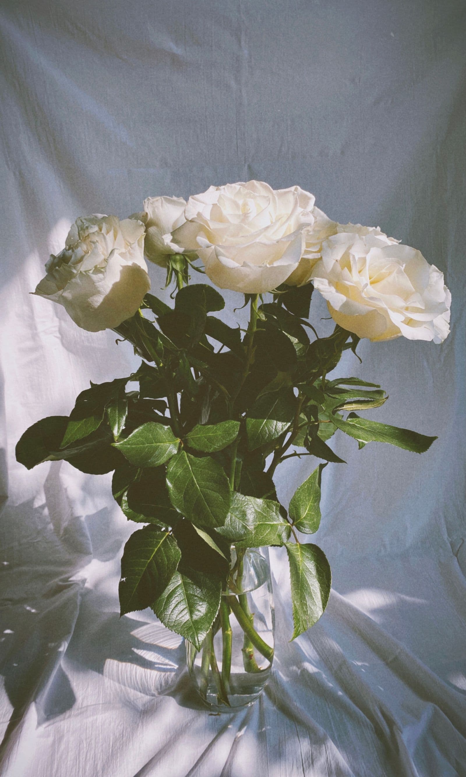 White roses in a glass vase